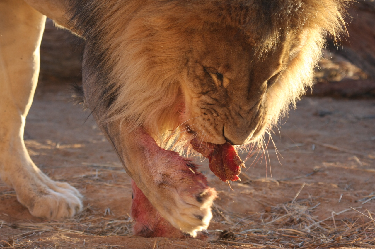 [8709] 2016_06_23_11_56_40_Africa_Canon_EOS_40D_IMG__09288.jpg