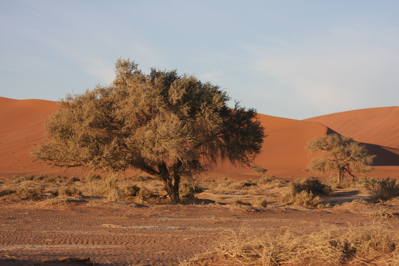 [14711] 2016_06_25_02_21_57_Africa_Canon_EOS_40D_IMG__09598.jpg