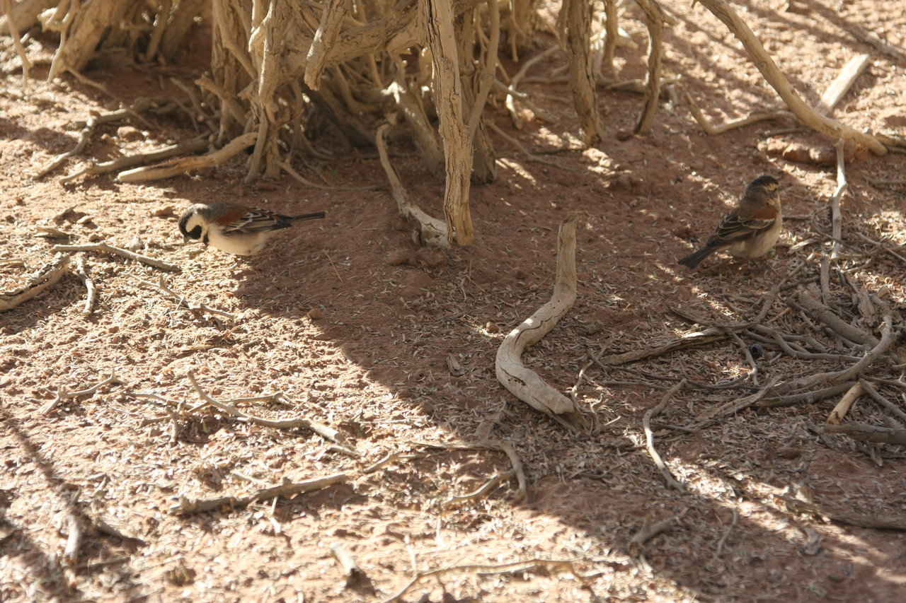 [15047] 2016_06_25_03_29_49_Africa_Canon_EOS_40D_IMG__09452.jpg