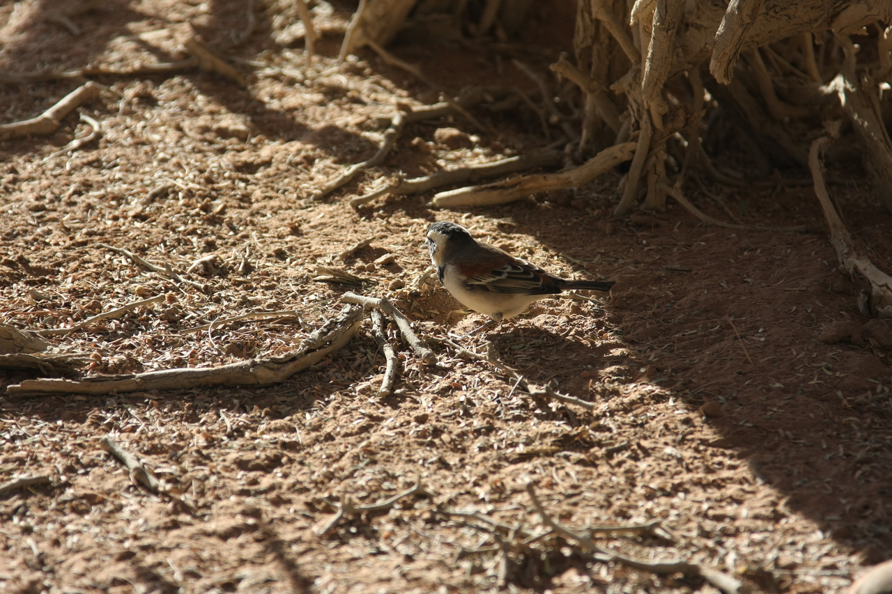 [15051] 2016_06_25_03_29_57_Africa_Canon_EOS_40D_IMG__02008.jpg