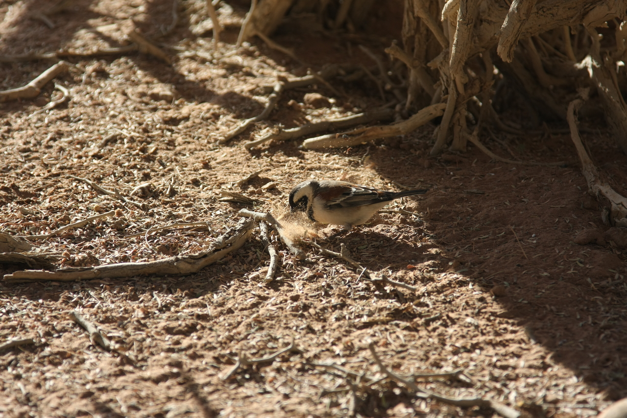 [15054] 2016_06_25_03_29_57_Africa_Canon_EOS_40D_IMG__09456.jpg