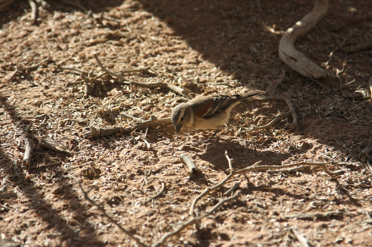 [15057] 2016_06_25_03_30_01_Africa_Canon_EOS_40D_IMG__02010.jpg