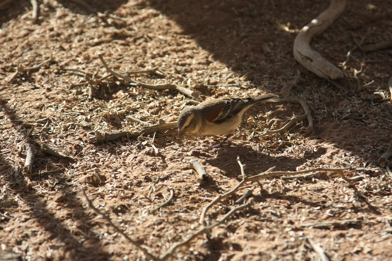 [15058] 2016_06_25_03_30_01_Africa_Canon_EOS_40D_IMG__02011.jpg