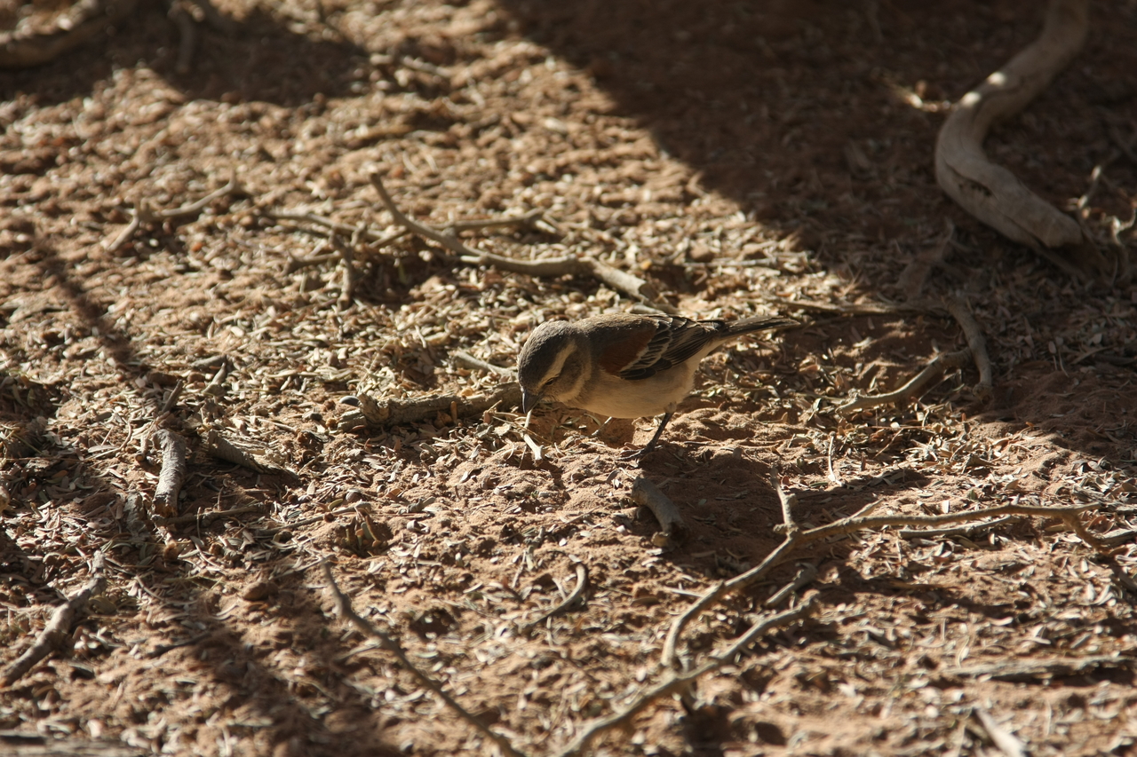 [15063] 2016_06_25_03_30_03_Africa_Canon_EOS_40D_IMG__02012.jpg