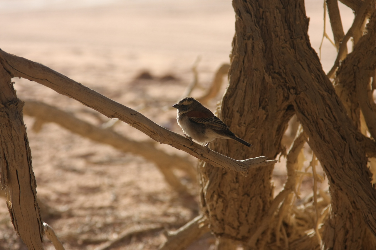 [15077] 2016_06_25_03_30_29_Africa_Canon_EOS_40D_IMG__02017.jpg