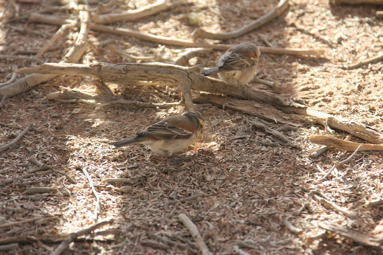 [15086] 2016_06_25_03_30_56_Africa_Canon_EOS_40D_IMG__00029.jpg