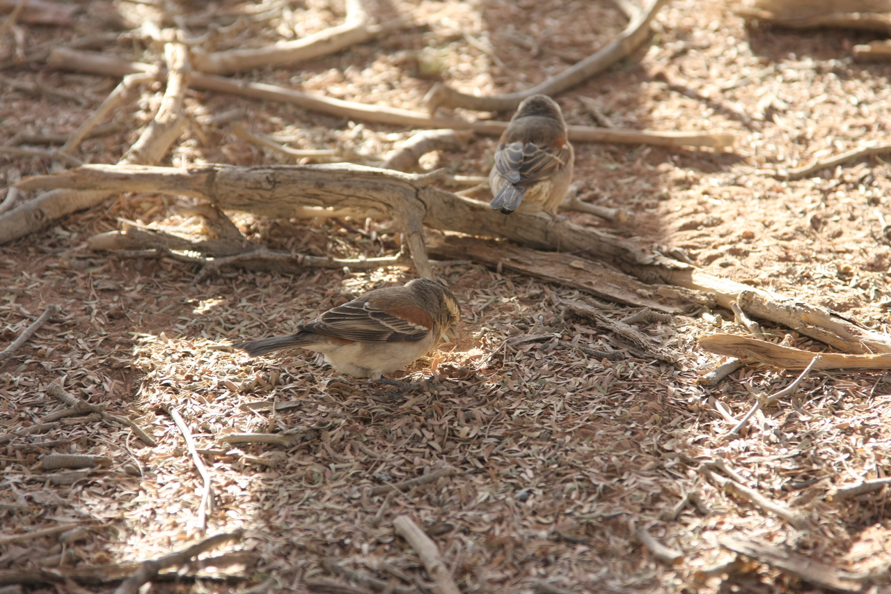 [15093] 2016_06_25_03_30_56_Africa_Canon_EOS_40D_IMG__09470.jpg