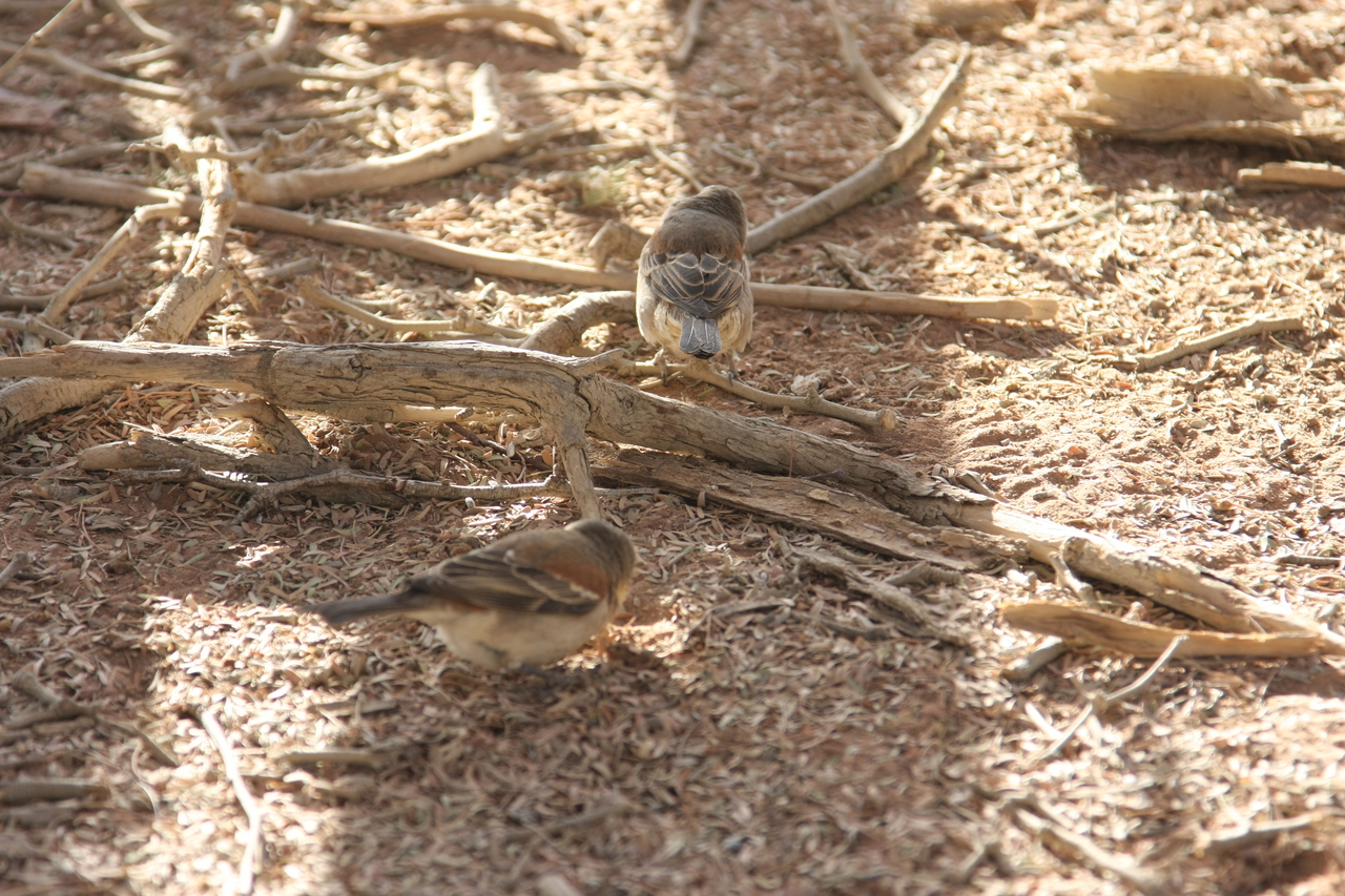 [15095] 2016_06_25_03_30_57_Africa_Canon_EOS_40D_IMG__02024.jpg