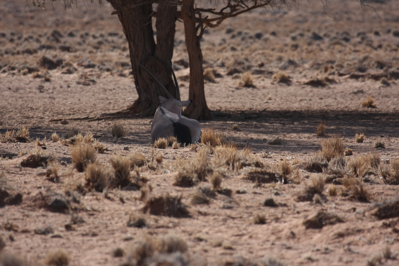 [15805] 2016_06_25_09_33_19_Africa_Canon_EOS_40D_IMG__09562.jpg