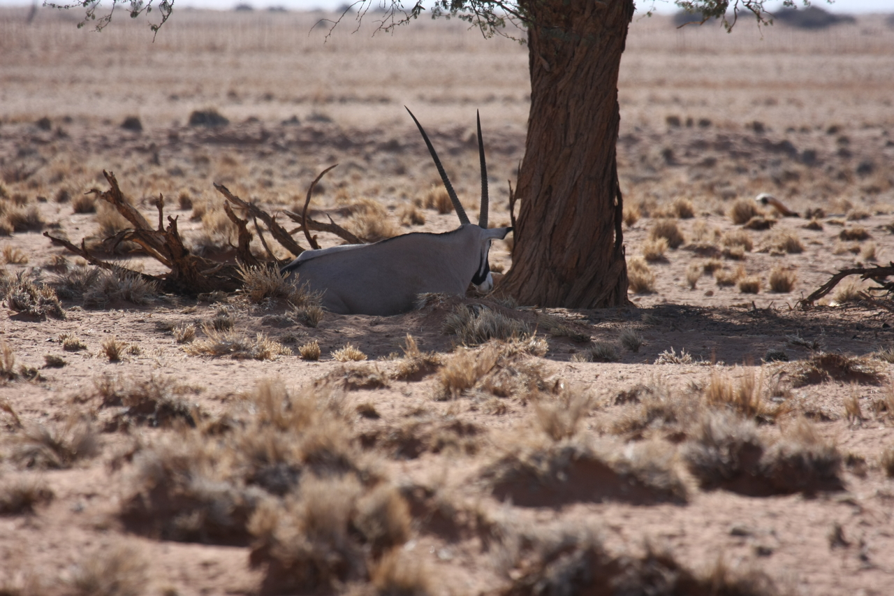 [15808] 2016_06_25_09_33_27_Africa_Canon_EOS_40D_IMG__09563.jpg