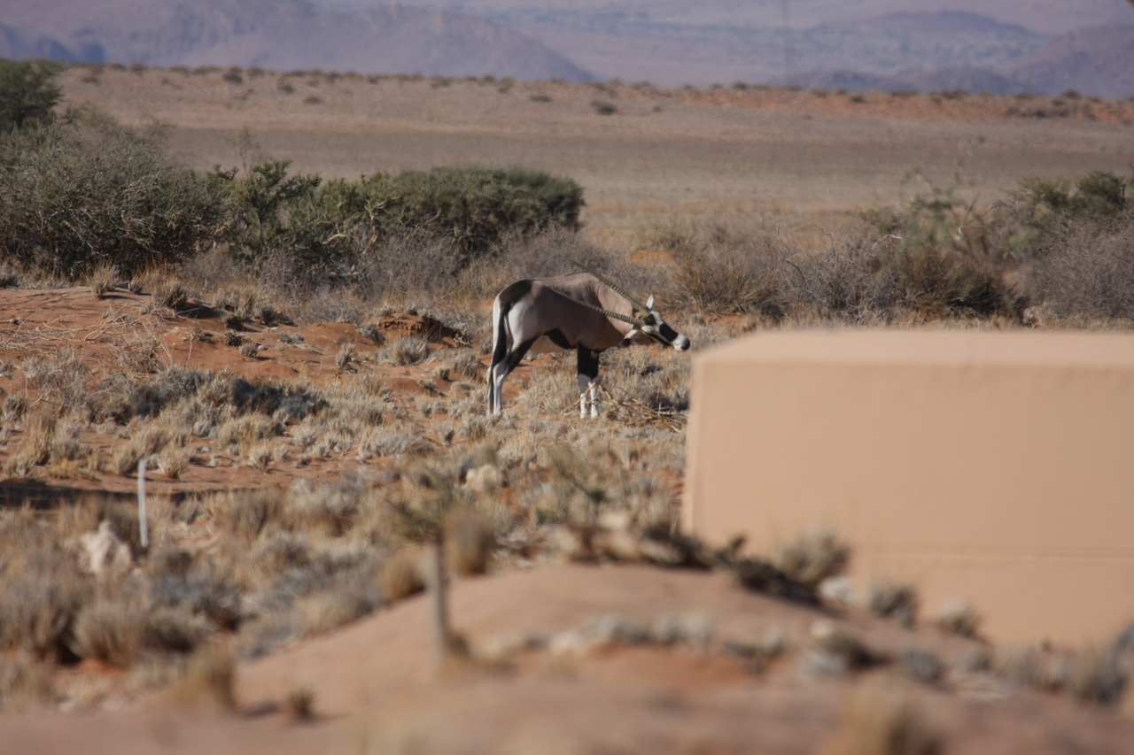 [15823] 2016_06_25_09_33_58_Africa_Canon_EOS_40D_IMG__09569.jpg