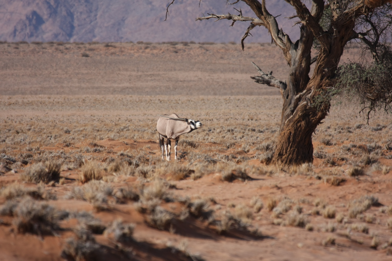 [15841] 2016_06_25_09_35_31_Africa_Canon_EOS_40D_IMG__00138.jpg