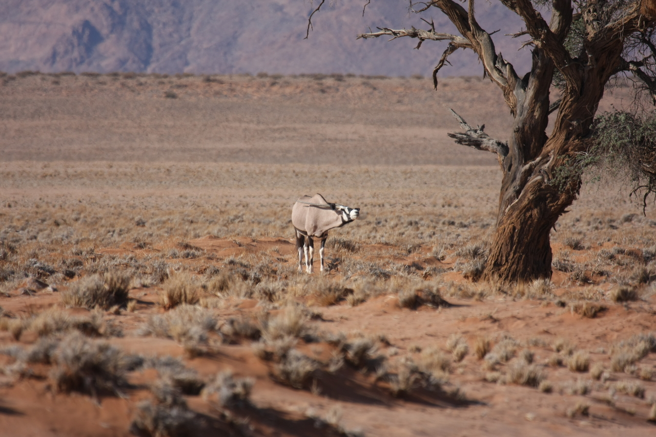 [15849] 2016_06_25_09_35_33_Africa_Canon_EOS_40D_IMG__02132.jpg