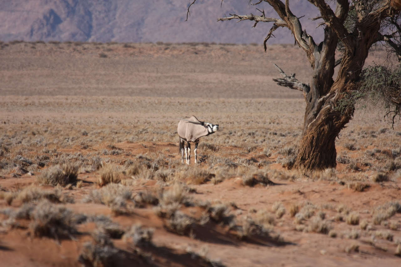 [15851] 2016_06_25_09_35_34_Africa_Canon_EOS_40D_IMG__00140.jpg