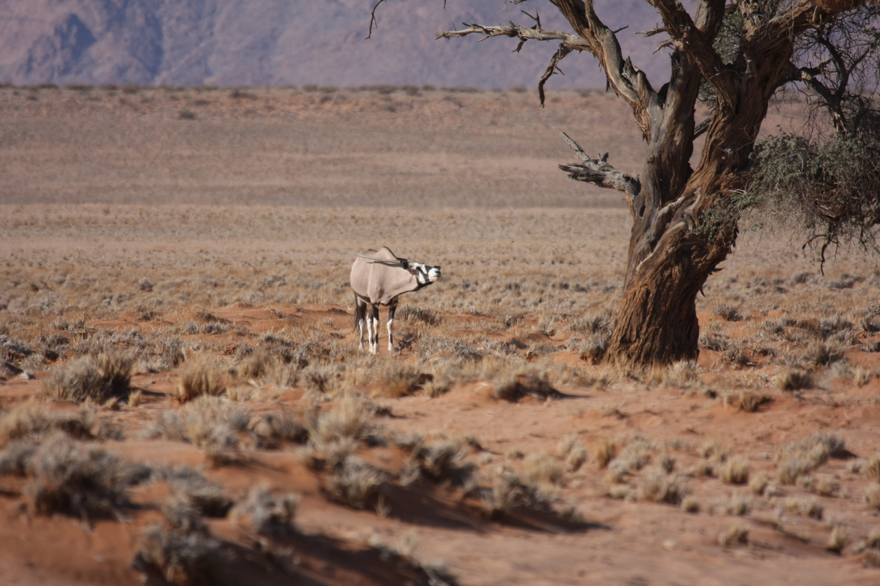 [15852] 2016_06_25_09_35_34_Africa_Canon_EOS_40D_IMG__00141.jpg