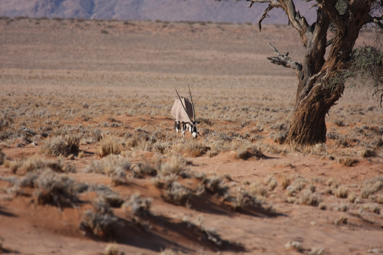 [15869] 2016_06_25_09_35_44_Africa_Canon_EOS_40D_IMG__02138.jpg