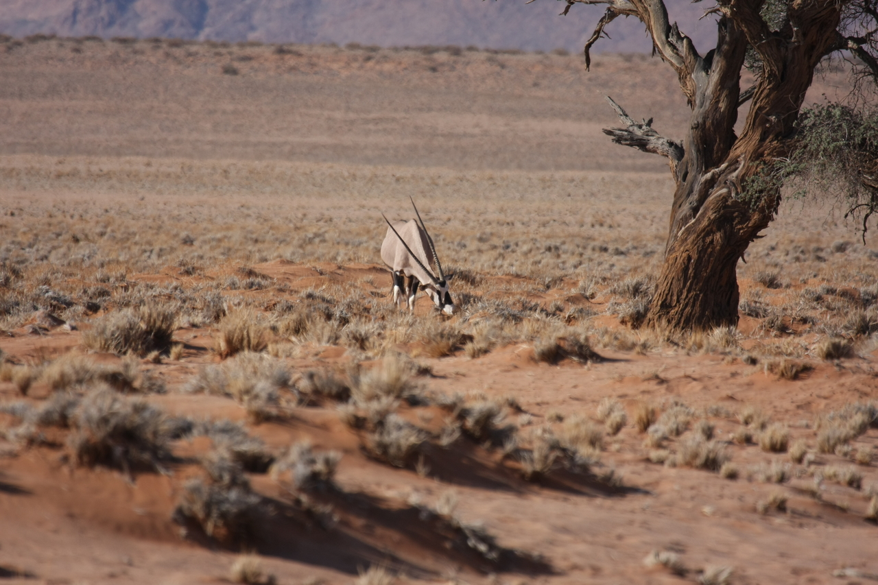 [15873] 2016_06_25_09_35_44_Africa_Canon_EOS_40D_IMG__09586.jpg