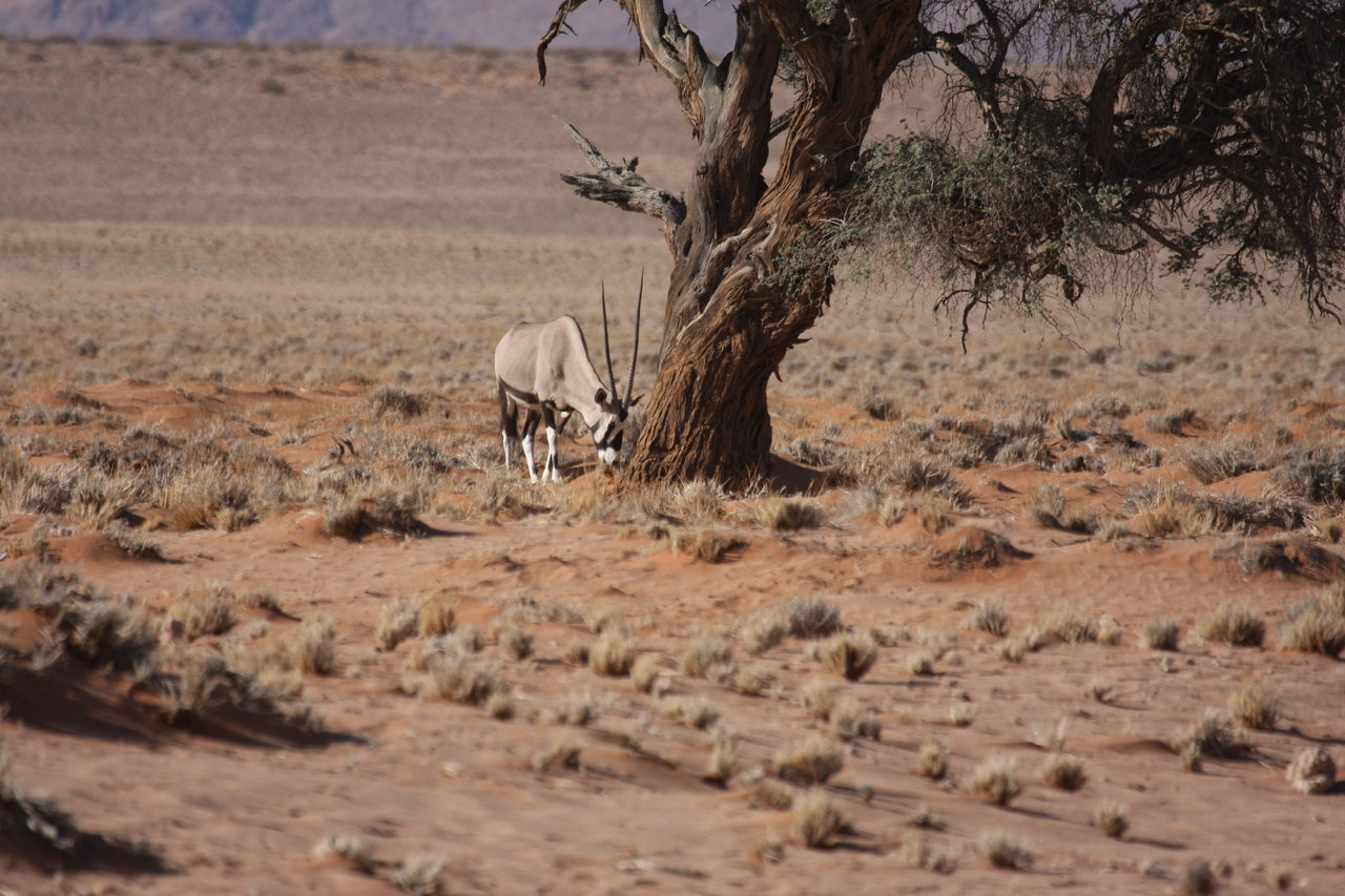 [15888] 2016_06_25_09_36_10_Africa_Canon_EOS_40D_IMG__02146.jpg