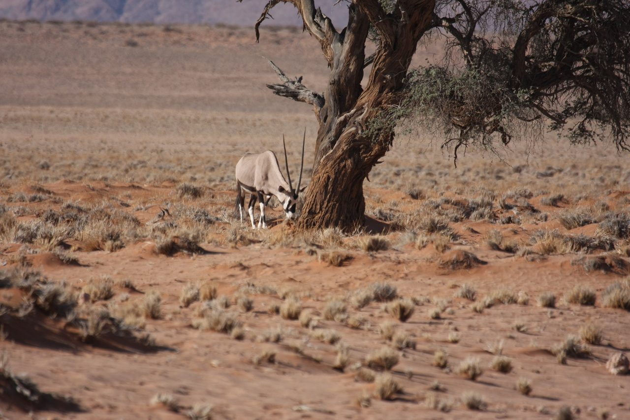 [15889] 2016_06_25_09_36_10_Africa_Canon_EOS_40D_IMG__02147.jpg