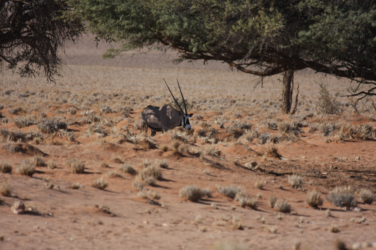 [15899] 2016_06_25_09_36_53_Africa_Canon_EOS_40D_IMG__09595.jpg