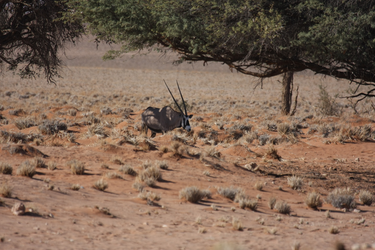 [15900] 2016_06_25_09_36_53_Africa_Canon_EOS_40D_IMG__09596.jpg