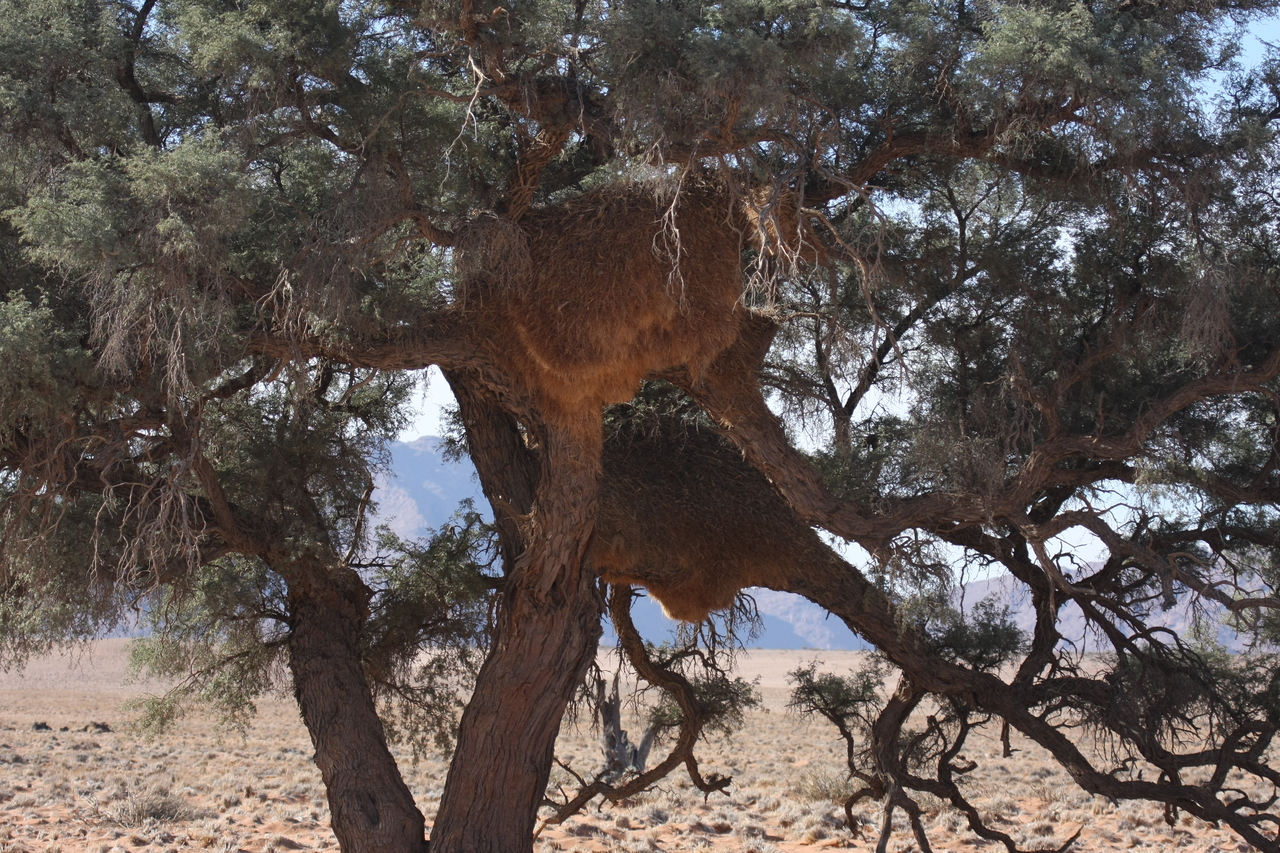 [15902] 2016_06_25_09_37_23_Africa_Canon_EOS_40D_IMG__00159.jpg