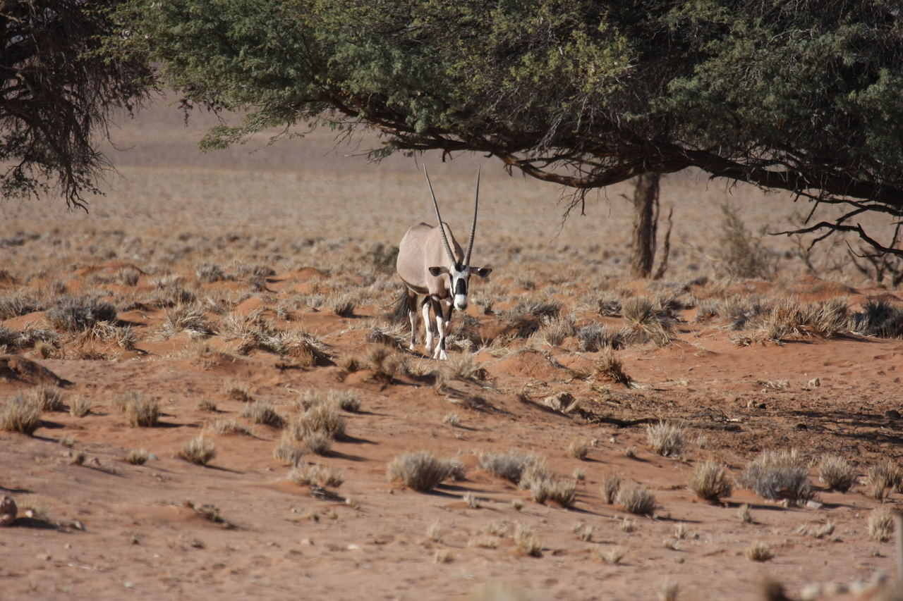 [15929] 2016_06_25_09_38_14_Africa_Canon_EOS_40D_IMG__00168.jpg