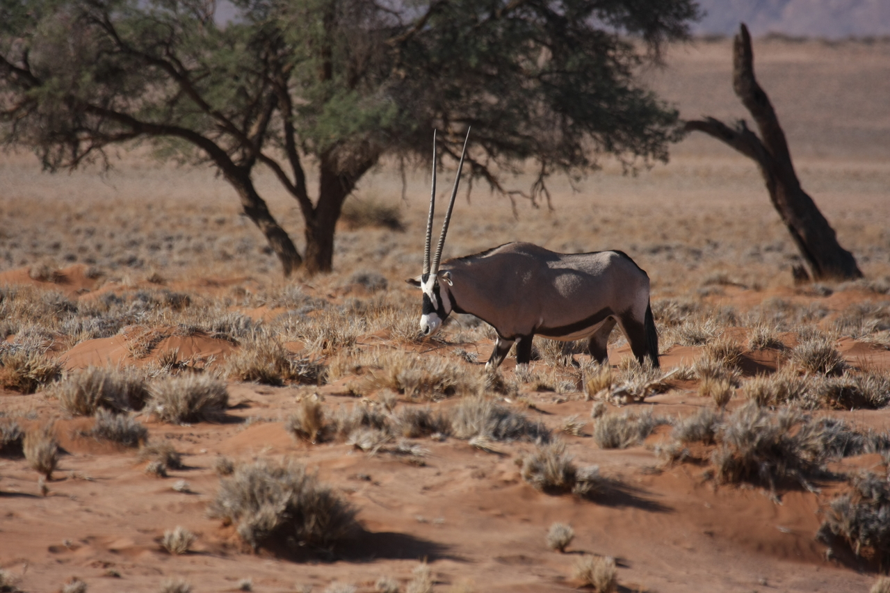 [15947] 2016_06_25_09_39_51_Africa_Canon_EOS_40D_IMG__00175.jpg