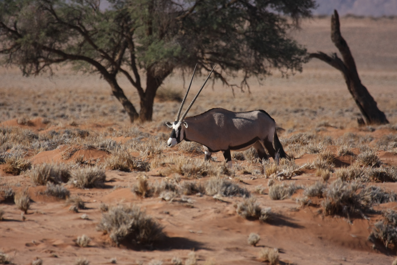 [15952] 2016_06_25_09_39_51_Africa_Canon_EOS_40D_IMG__09616.jpg