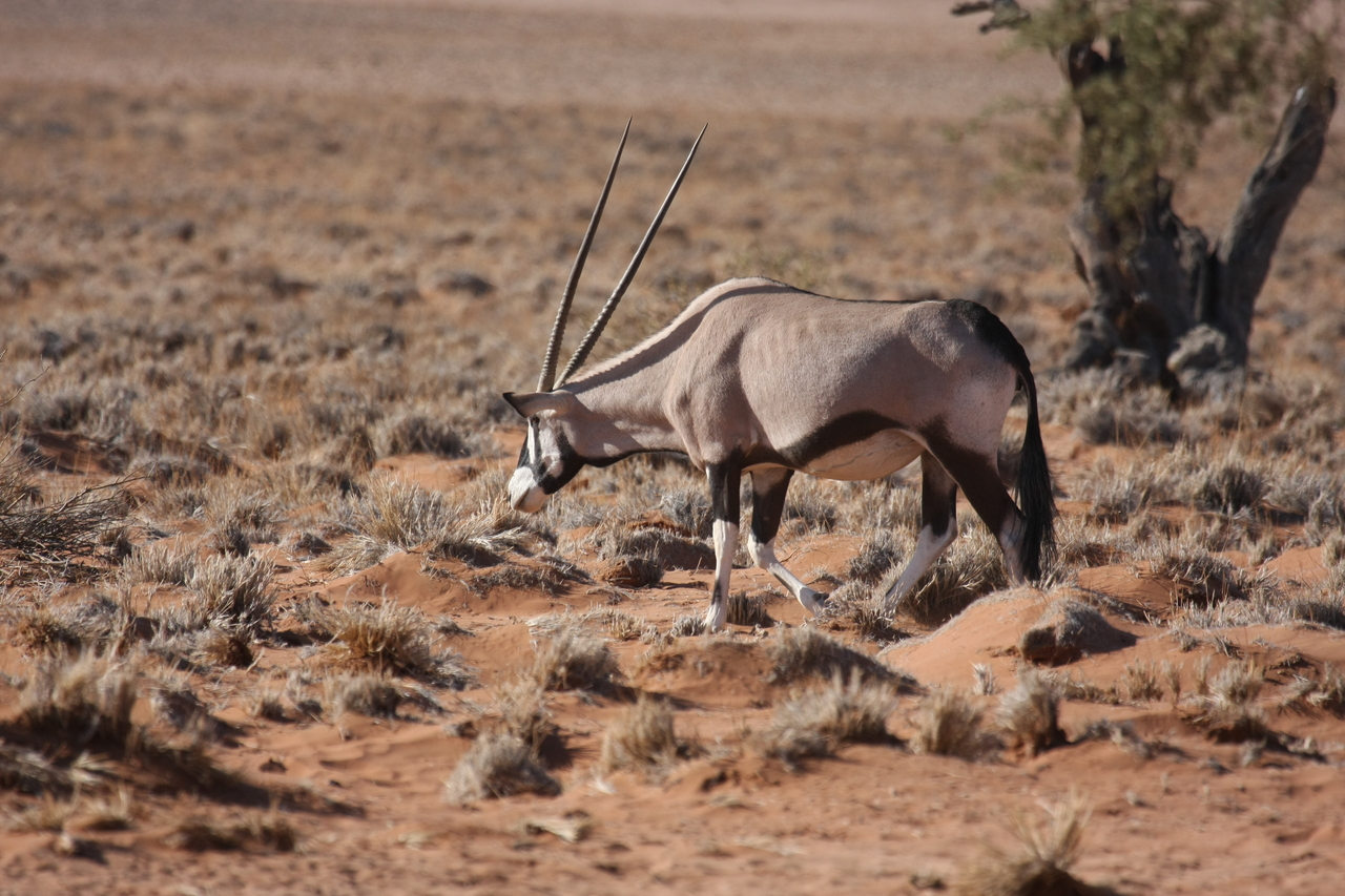 [15966] 2016_06_25_09_40_52_Africa_Canon_EOS_40D_IMG__02175.jpg