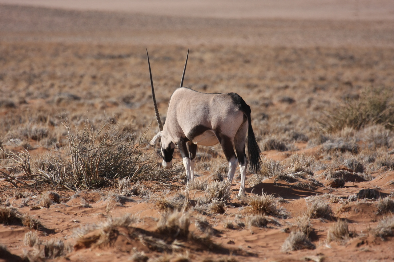 [15970] 2016_06_25_09_41_03_Africa_Canon_EOS_40D_IMG__02176.jpg