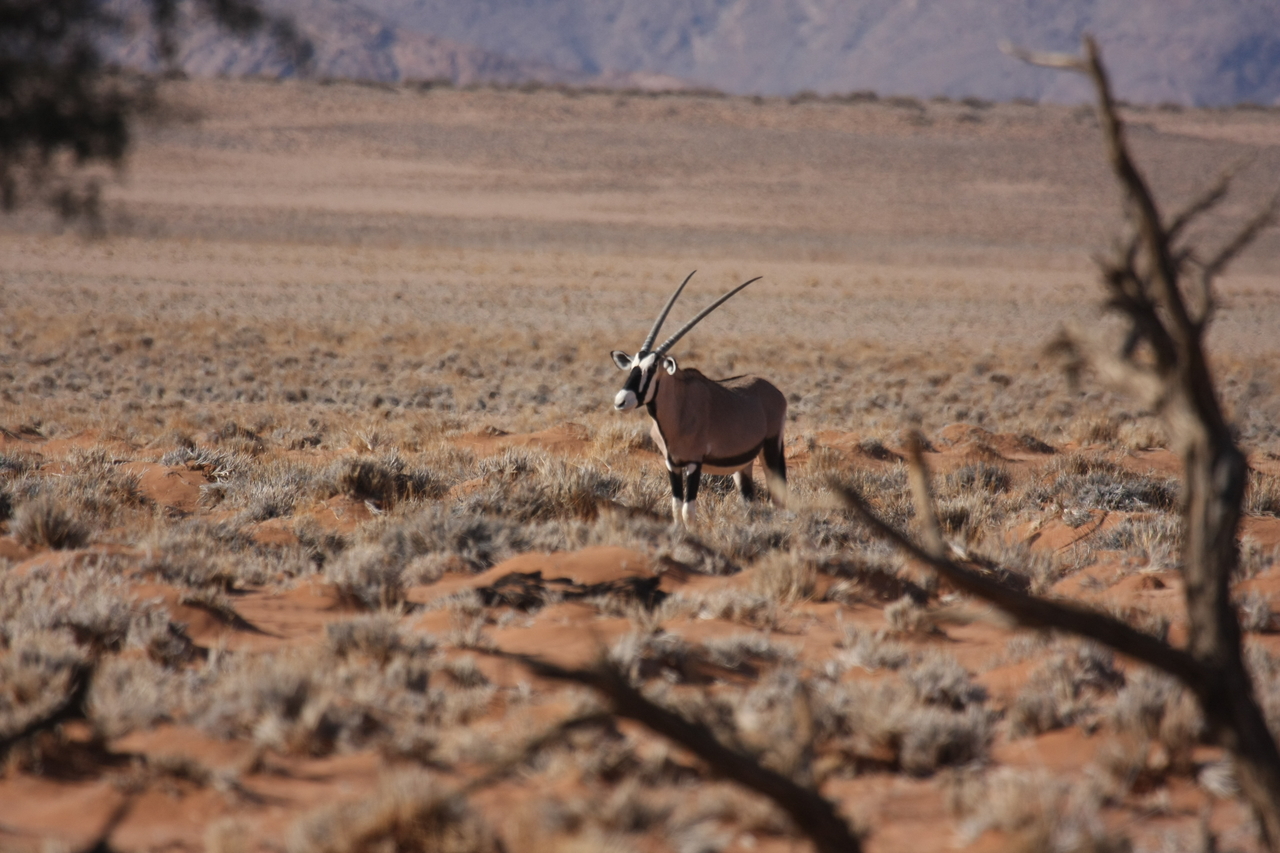 [15986] 2016_06_25_09_41_47_Africa_Canon_EOS_40D_IMG__02179.jpg