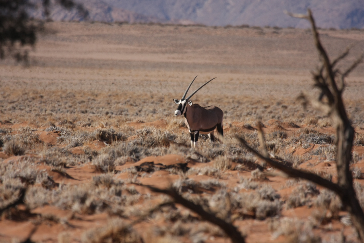 [15987] 2016_06_25_09_41_47_Africa_Canon_EOS_40D_IMG__09625.jpg