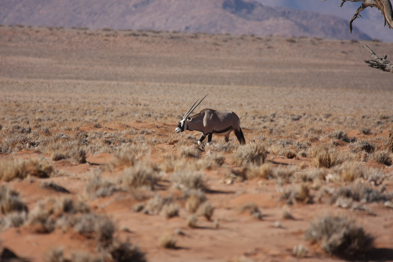 [15997] 2016_06_25_09_42_04_Africa_Canon_EOS_40D_IMG__09629.jpg