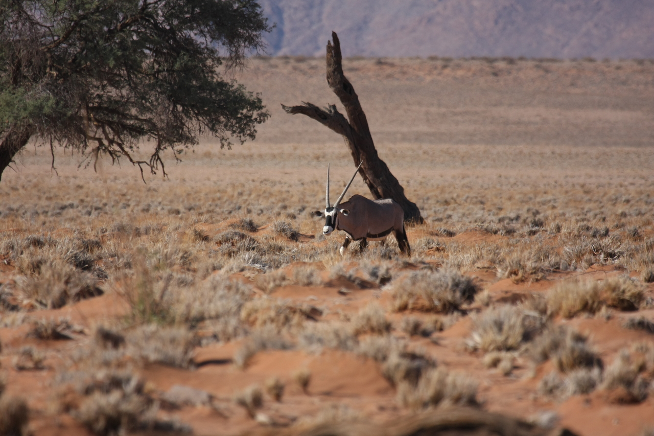 [15998] 2016_06_25_09_42_18_Africa_Canon_EOS_40D_IMG__00190.jpg