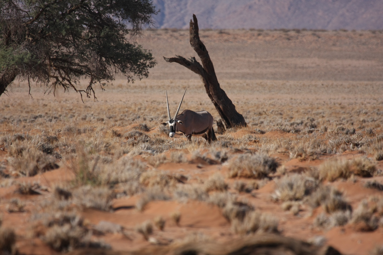 [16008] 2016_06_25_09_42_19_Africa_Canon_EOS_40D_IMG__02187.jpg