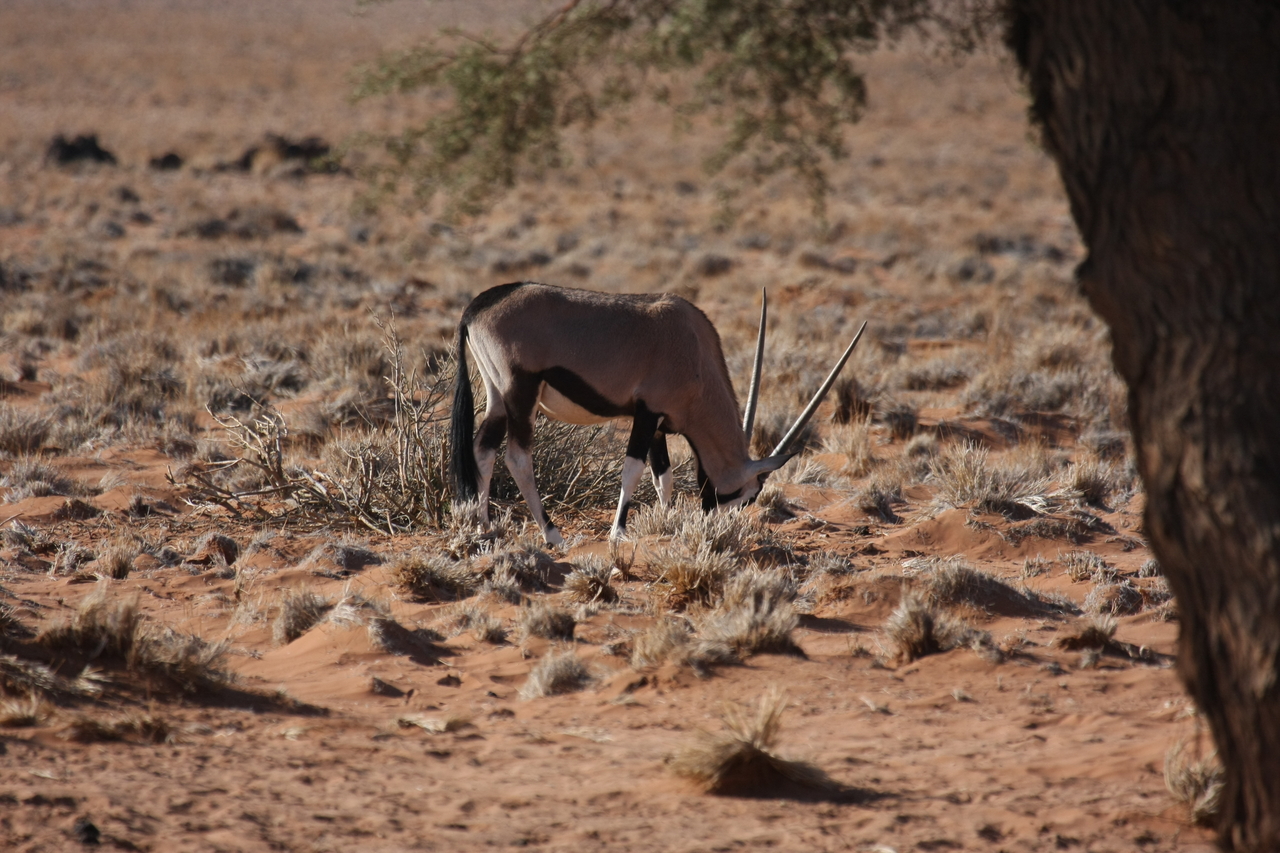 [16053] 2016_06_25_09_55_00_Africa_Canon_EOS_40D_IMG__02188.jpg