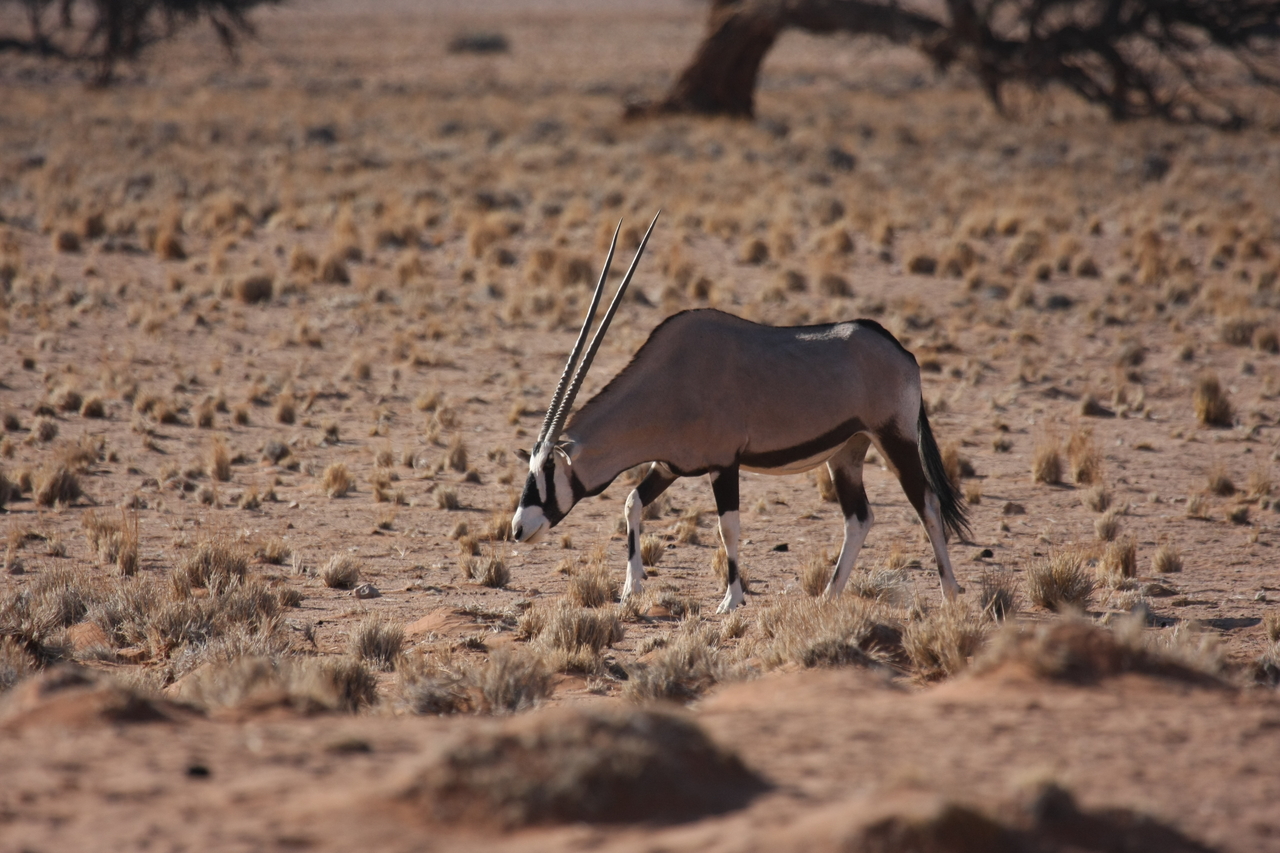 [16055] 2016_06_25_09_55_07_Africa_Canon_EOS_40D_IMG__00196.jpg