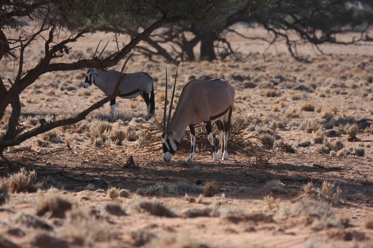 [16076] 2016_06_25_09_57_04_Africa_Canon_EOS_40D_IMG__00201.jpg