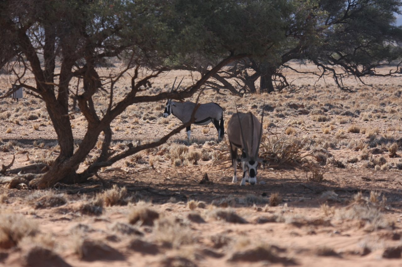 [16084] 2016_06_25_09_57_37_Africa_Canon_EOS_40D_IMG__09644.jpg