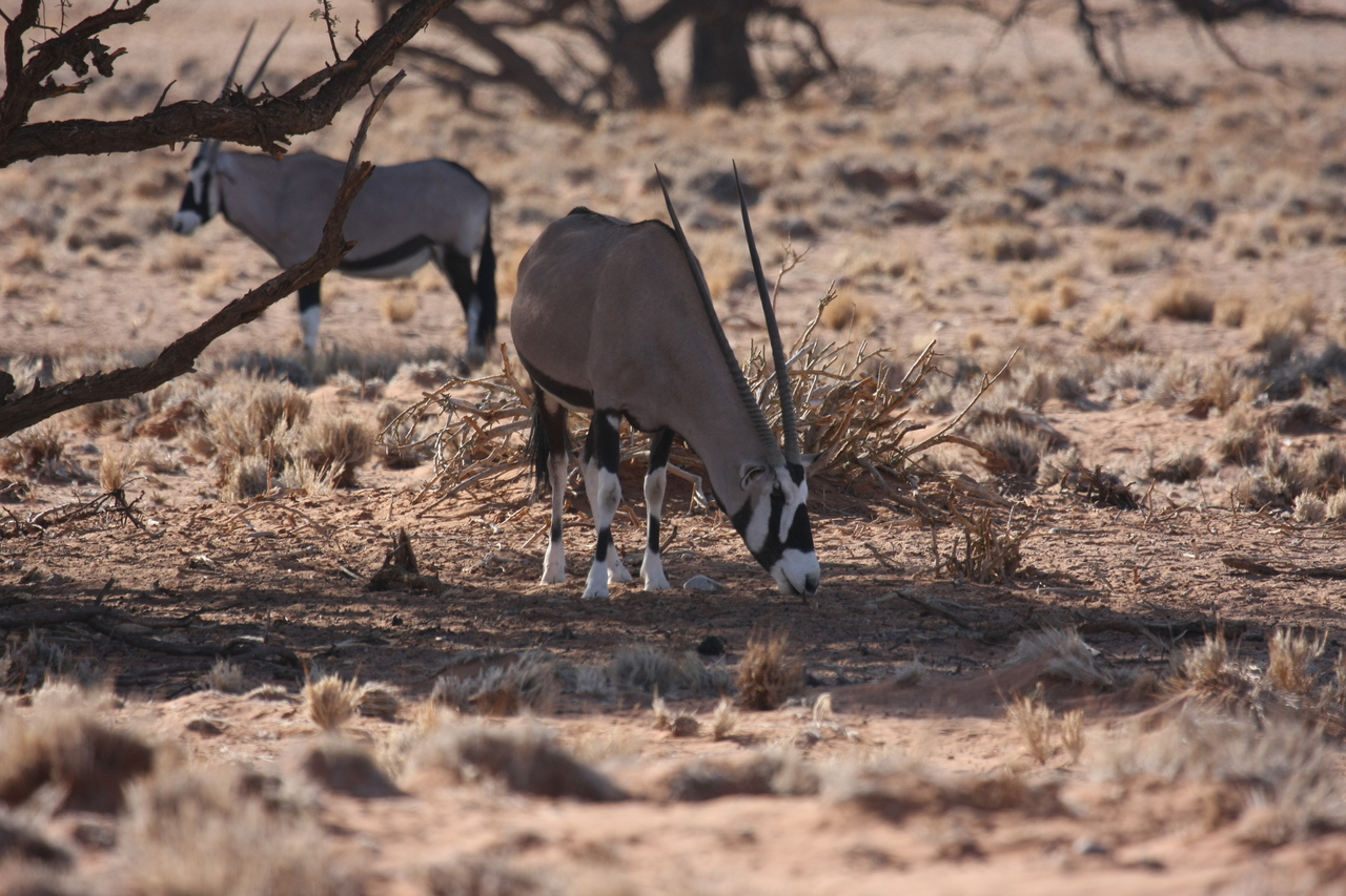 [16086] 2016_06_25_09_57_48_Africa_Canon_EOS_40D_IMG__00206.jpg
