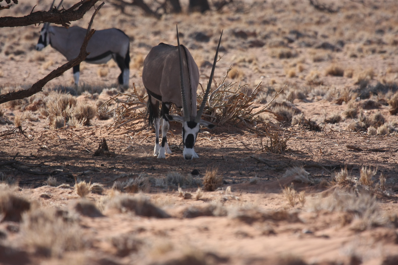 [16094] 2016_06_25_09_57_54_Africa_Canon_EOS_40D_IMG__02201.jpg