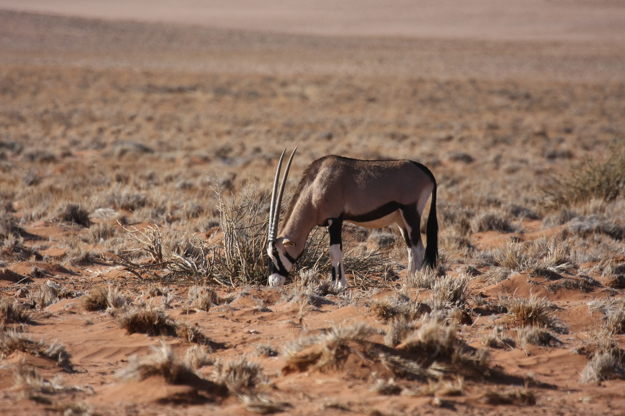[16098] 2016_06_25_09_58_14_Africa_Canon_EOS_40D_IMG__00210.jpg