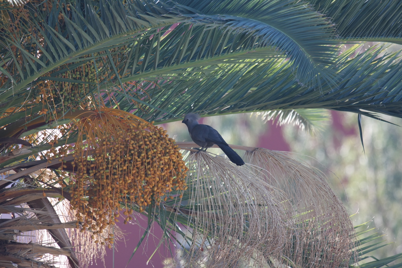 [16476] 2016_06_26_10_56_39_Africa_Canon_EOS_40D_IMG__09736.jpg