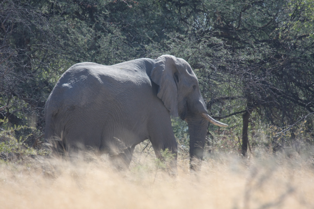 [16739] 2016_06_27_06_18_16_Africa_Canon_EOS_40D_IMG__00002.jpg