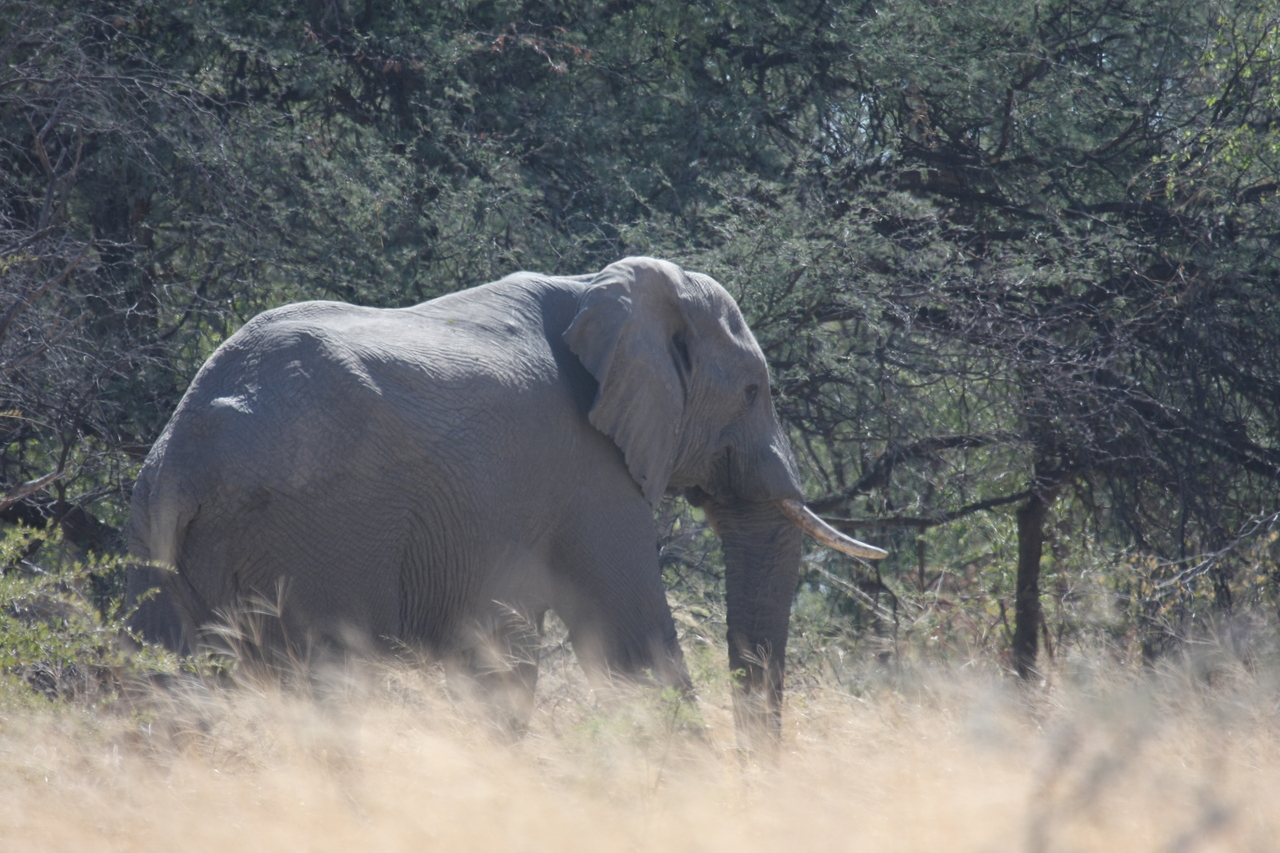 [16740] 2016_06_27_06_18_16_Africa_Canon_EOS_40D_IMG__02291.jpg