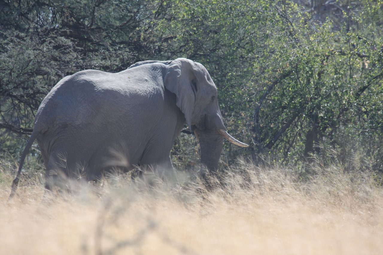 [16749] 2016_06_27_06_18_19_Africa_Canon_EOS_40D_IMG__02325.jpg