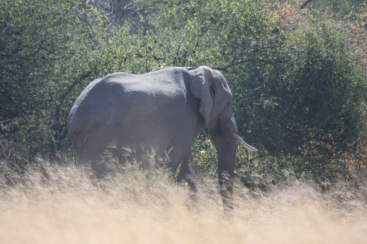 [16756] 2016_06_27_06_18_25_Africa_Canon_EOS_40D_IMG__02347.jpg