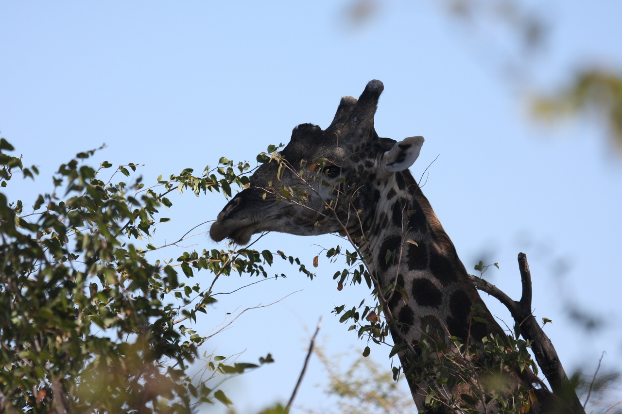 [16773] 2016_06_27_07_40_52_Africa_Canon_EOS_40D_IMG__02369.jpg