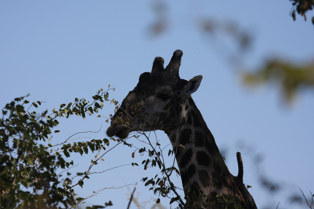 [16785] 2016_06_27_07_40_58_Africa_Canon_EOS_40D_IMG__02295.jpg